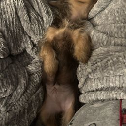 Yorkshire Terrier Puppies from MCM Acres