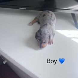 Boy 2 - Piebald male Dachshund puppy in Harrisburg, Oregon from Funny Farm Dachshunds