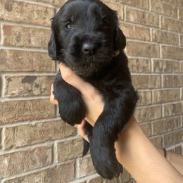Goldendoodle Puppies from Drea’s Doodles