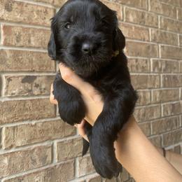 Goldendoodle Puppies from Drea’s Doodles