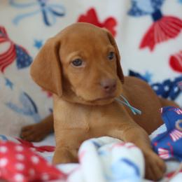 America - Golden rust female Vizsla puppy in Bloomington, Indiana from Envizion
