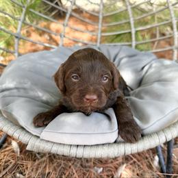 Kayla - Brown female Bernedoodle puppy in Wamego, Kansas from Doodles of Oz