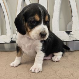 Brown - Black red and white male Beagle puppy in Henefer, Utah from Lazy G Kennels