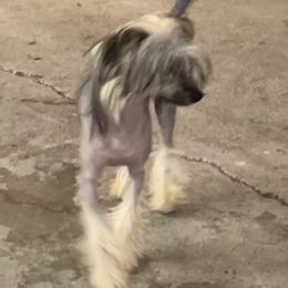 Enya - Chinese Crested