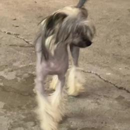 Enya - Chinese Crested