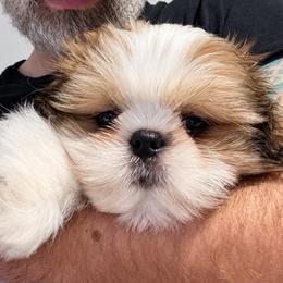 Kyrie - Gold and white male Shih Tzu puppy in Gilbert, Arizona from 🌗 New Moon Shih Tzu 🌗