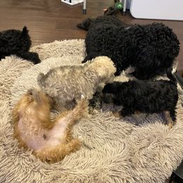 Schnoodle Puppies from Noodle Tings Puppies