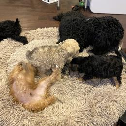 Schnoodle Puppies from Noodle Tings Puppies