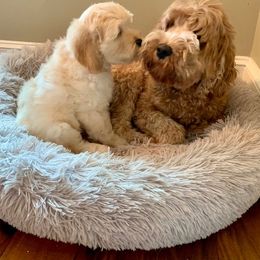 Australian Labradoodle Puppies from Charlotte Labradoodles
