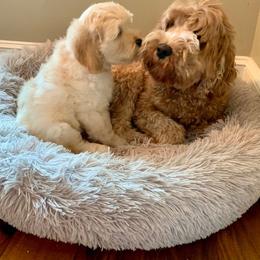 Australian Labradoodle Puppies from Charlotte Labradoodles
