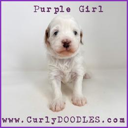 Purple Girl - Parti female Goldendoodle puppy in Taneytown, Maryland from Curlydoodles