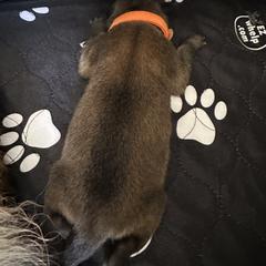 Belgian Tervuren Puppies from Moonlight Tervuren