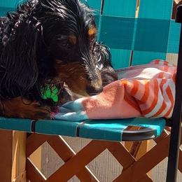 Dachshund All Grown Up from BriarRidge Dachshunds