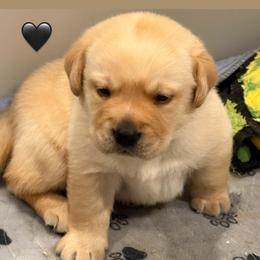 Black or pink collar - 1 available - Yellow female Labrador Retriever puppy in Clinton, Tennessee from Summer Rose
