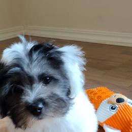 Coton de Tulear Puppies from Coton Country