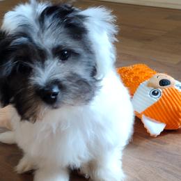 Coton de Tulear Puppies from Coton Country