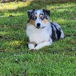 Aussiedoodles and Toy Australian Shepherds from Cotton Country Kennels