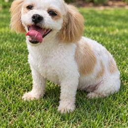 Lilly - Shichon