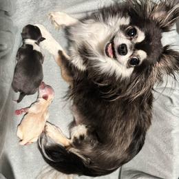 Girl 1 - Blue female Chihuahua puppy in Davenport, Florida from Clan Cordovathone
