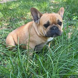 Ivanka - French Bulldog