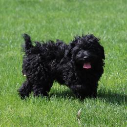 Kacia - Black female Whoodle puppy in West Bend, Iowa from Blue Skies Terriers