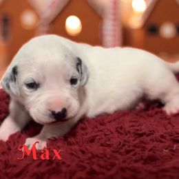 Max - White and black male Dalmatian puppy in Whitwell, Tennessee from Rock a Dalmatian “RockADal”