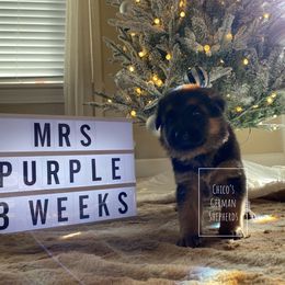 German Shepherd Puppies from Chico's German Shepherds