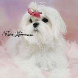 Candy - Maltese