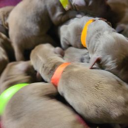 Silver - Chocolate male Labrador Retriever puppy in Anderson, Texas from TLS Retrievers