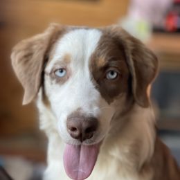 Phantom - Australian Shepherd