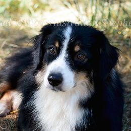 Charlie - Australian Shepherd