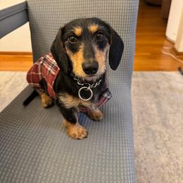 Ginger - Dachshund