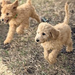 Poodle Puppies from Regal Crest Poodles