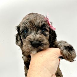 Tessa 🐶🐾🤍 - Cockapoo puppy from Parti Puppies