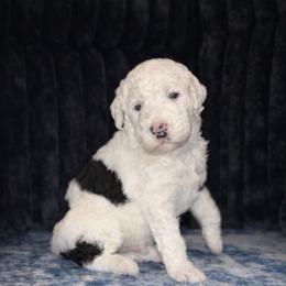 Snoopy - Black and white male Sheepadoodle puppy in Tennessee, Illinois from The Artman Family