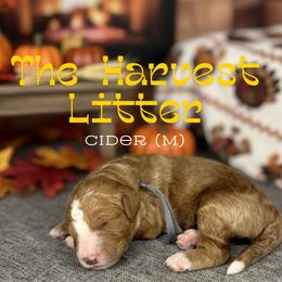 Cider - Red  male Goldendoodle puppy in Houston, Texas from Golden Life Doodles