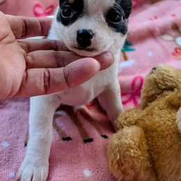 Rory - Black and white male Chihuahua puppy in Leominster, Massachusetts from House of Lil  Paw