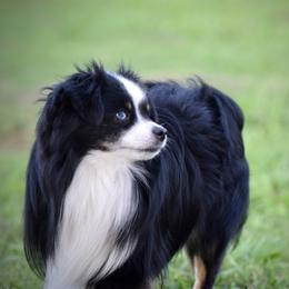 Cowboy - Toy Australian Shepherd
