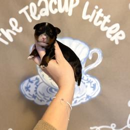 Channel - Tri-color female Bernedoodle puppy in Bountiful, Utah from EasyBreezyDoodles