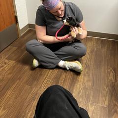 Entlebucher Mountain Dog Puppies from Ironclad