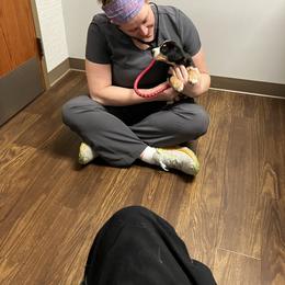 Entlebucher Mountain Dog Puppies from Ironclad