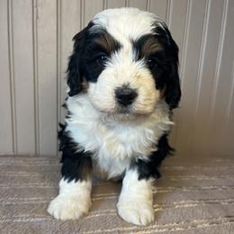 Girl 1 - female Bernedoodle puppy in Clarinda, Iowa from Root and Branch Bernedoodles