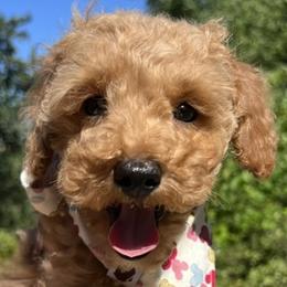 Cavapoochon puppies from Windy Hill Doodles