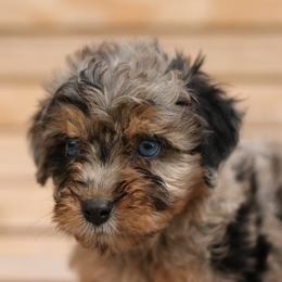 Luke - Blue merle male Aussiedoodle puppy in Orleans, Indiana from Mae Blossom Puppies