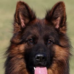 German Shepherd All Grown Up from German shepherd
