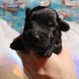 Kit-Kat - Black male Schnoodle puppy in Andalusia, Alabama from Kaleidoscope Kennels
