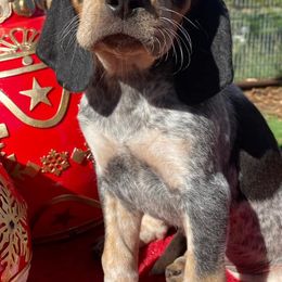 Bluetick Coonhounds and French Bulldogs from Double Barrel Blues