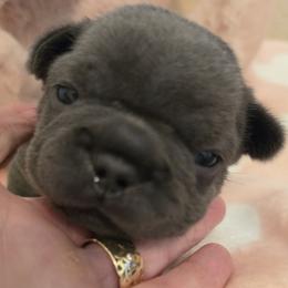 Girl 2 - Blue female French Bulldog puppy in Crane, Missouri from James River French Bulldogs