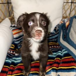 Lilly - Red & white female Miniature Australian Shepherd puppy in Angleton, Texas from 4LH Australian shepherds