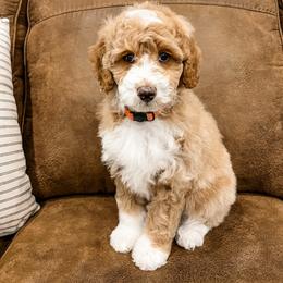 Sandy - Apricot female Aussiedoodle puppy in Flagstaff, Arizona from Gunstock Doodles